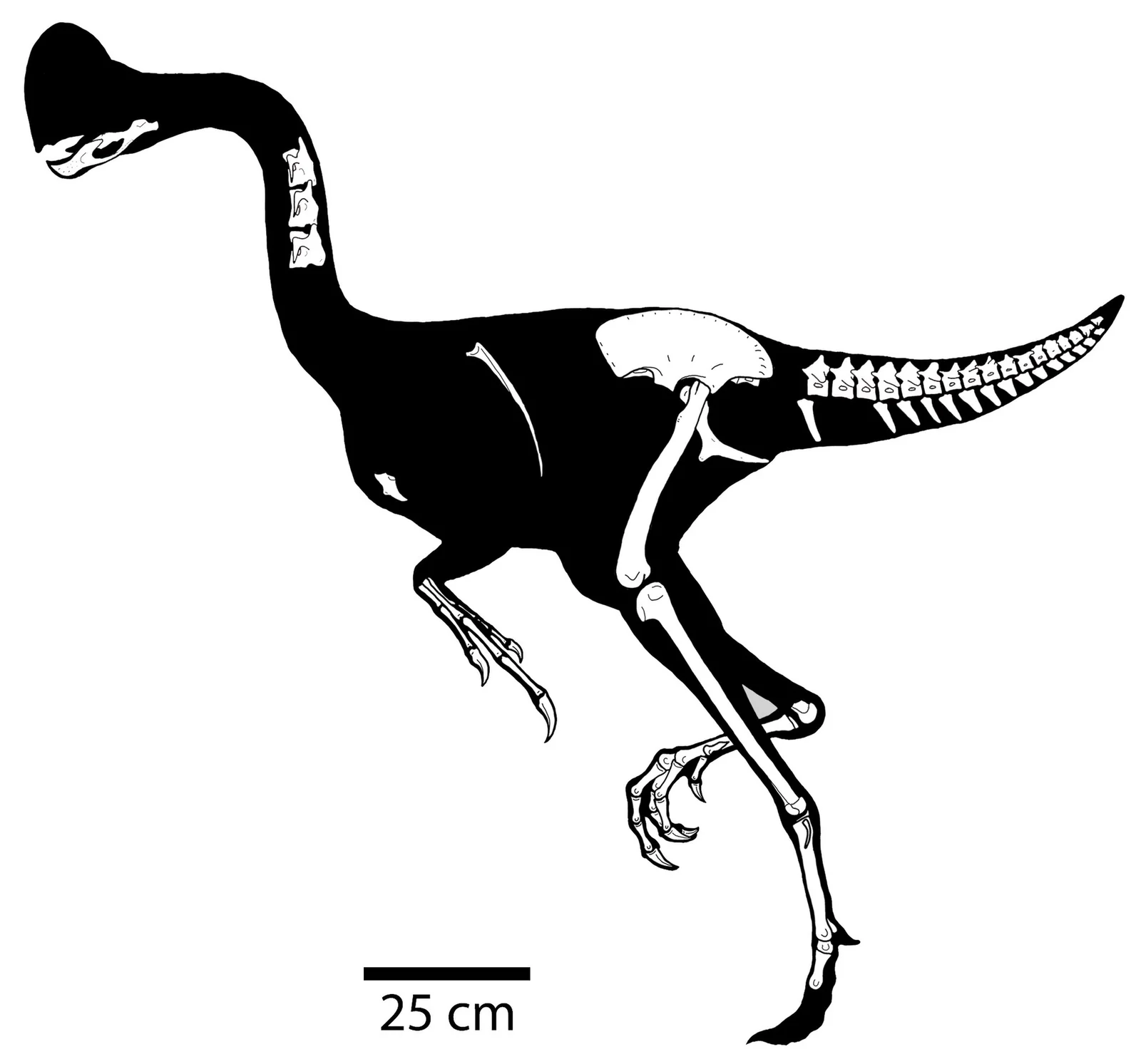 Chirostenotes pergracilis
