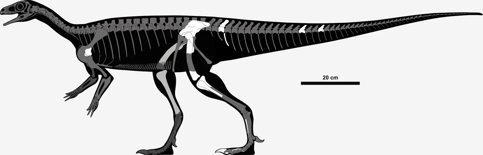 Chromogisaurus novasi