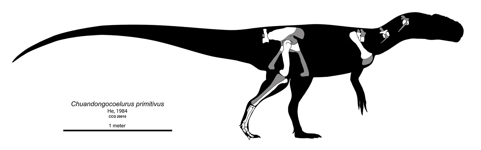 Chuandongocoelurus primitivus