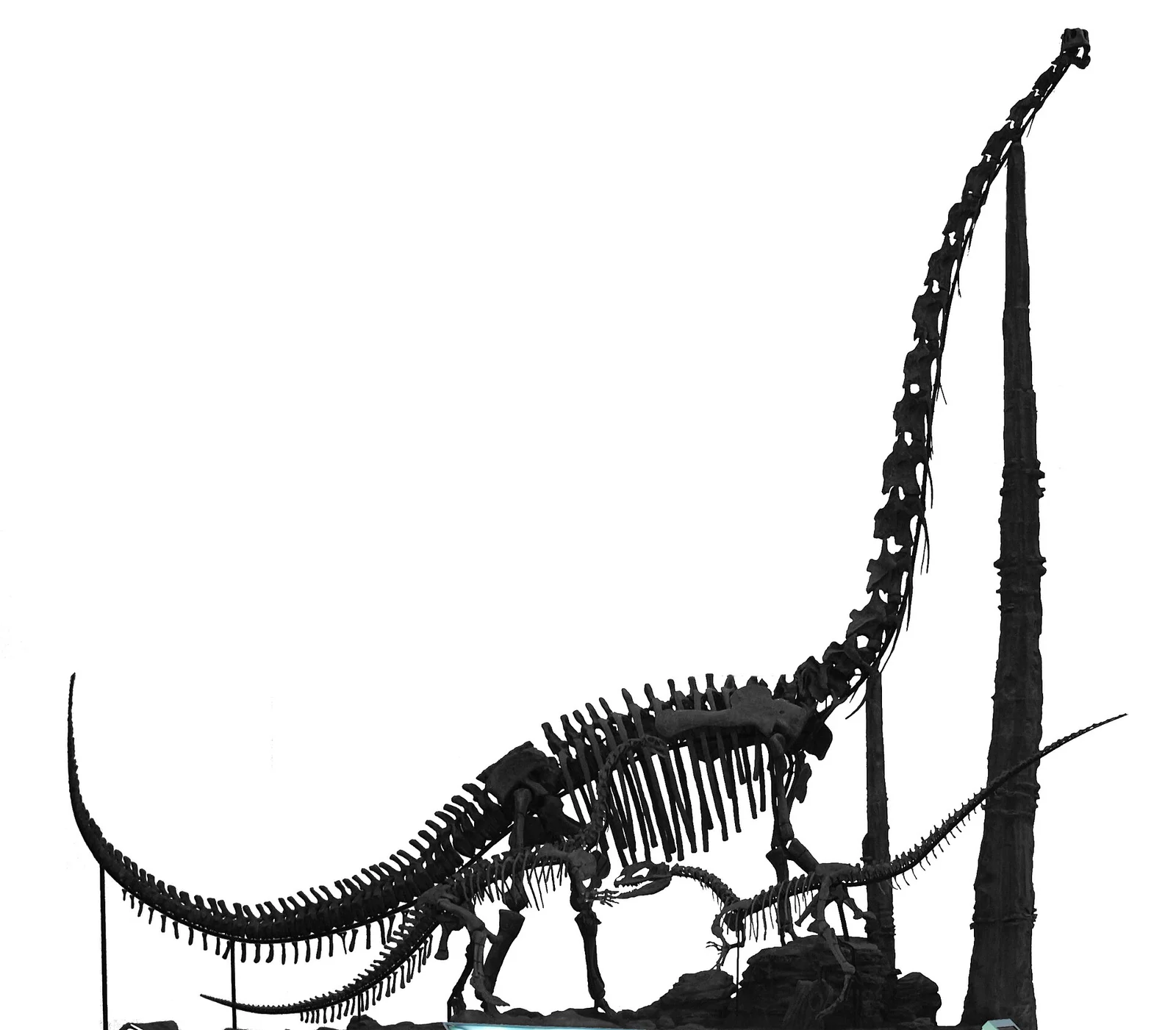 Chuanjiesaurus anaensis