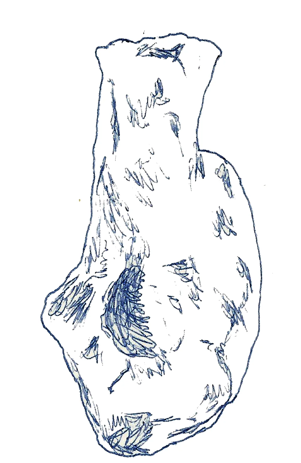 Chubutisaurus insignis