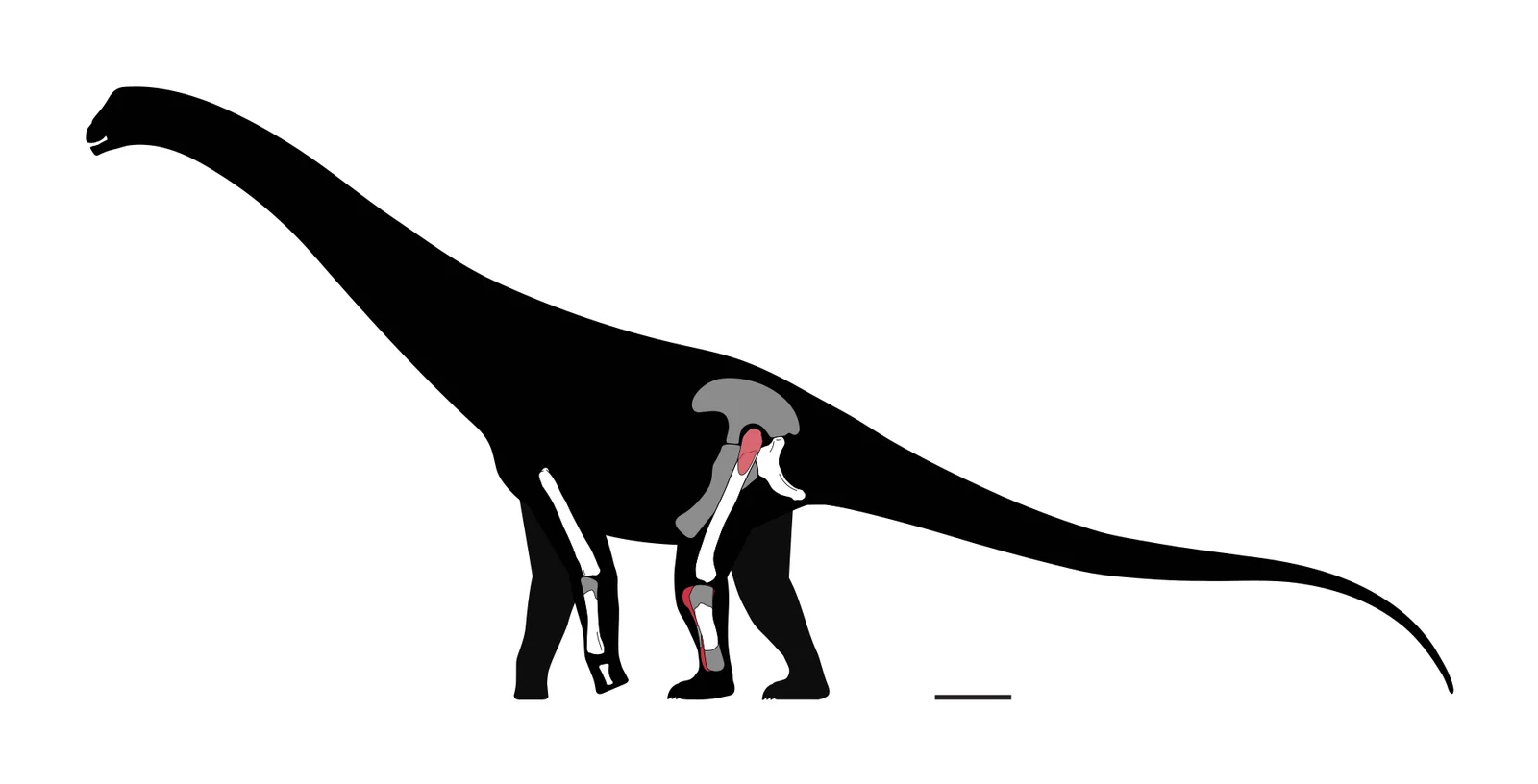 Chucarosaurus diripienda