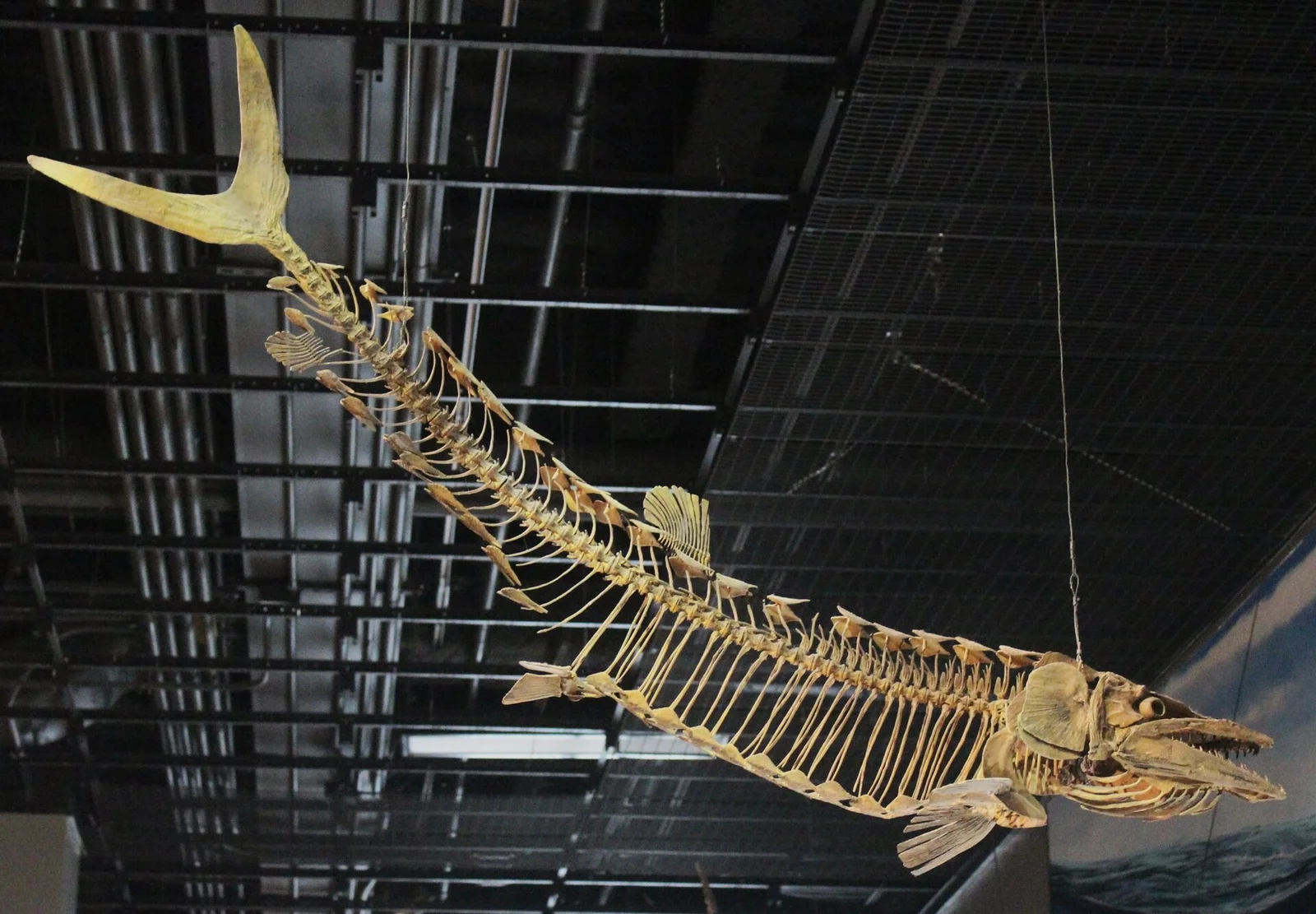 Cimolichthys nepaholica