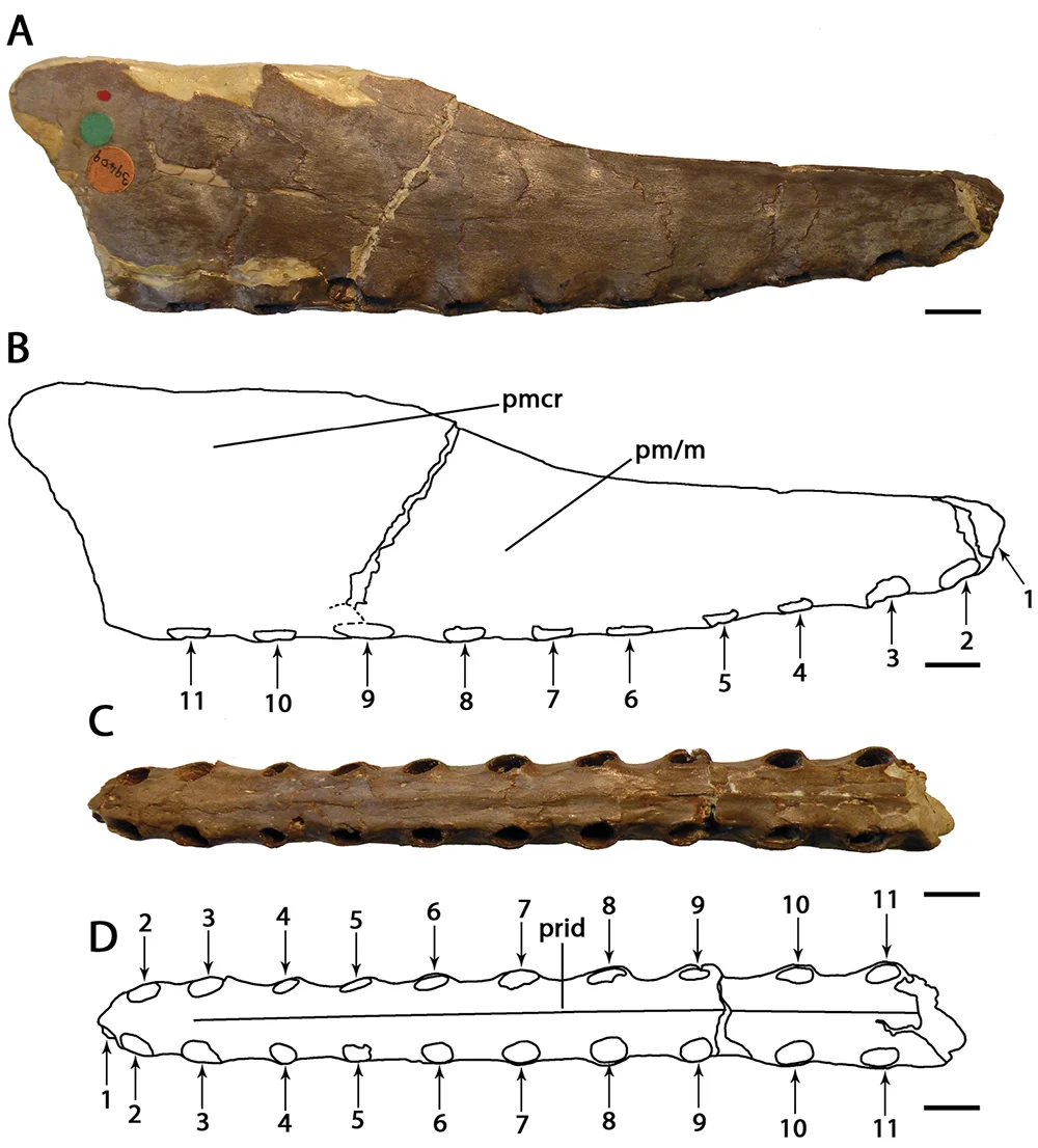Cimoliopterus dunni