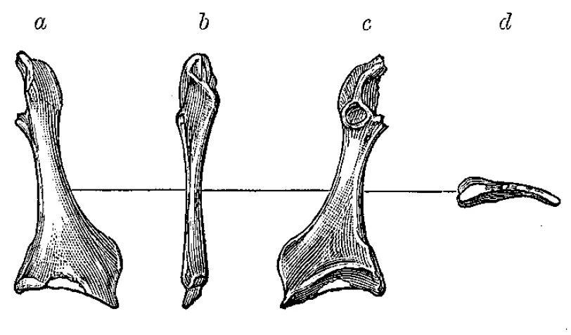 Cimolopteryx maxima