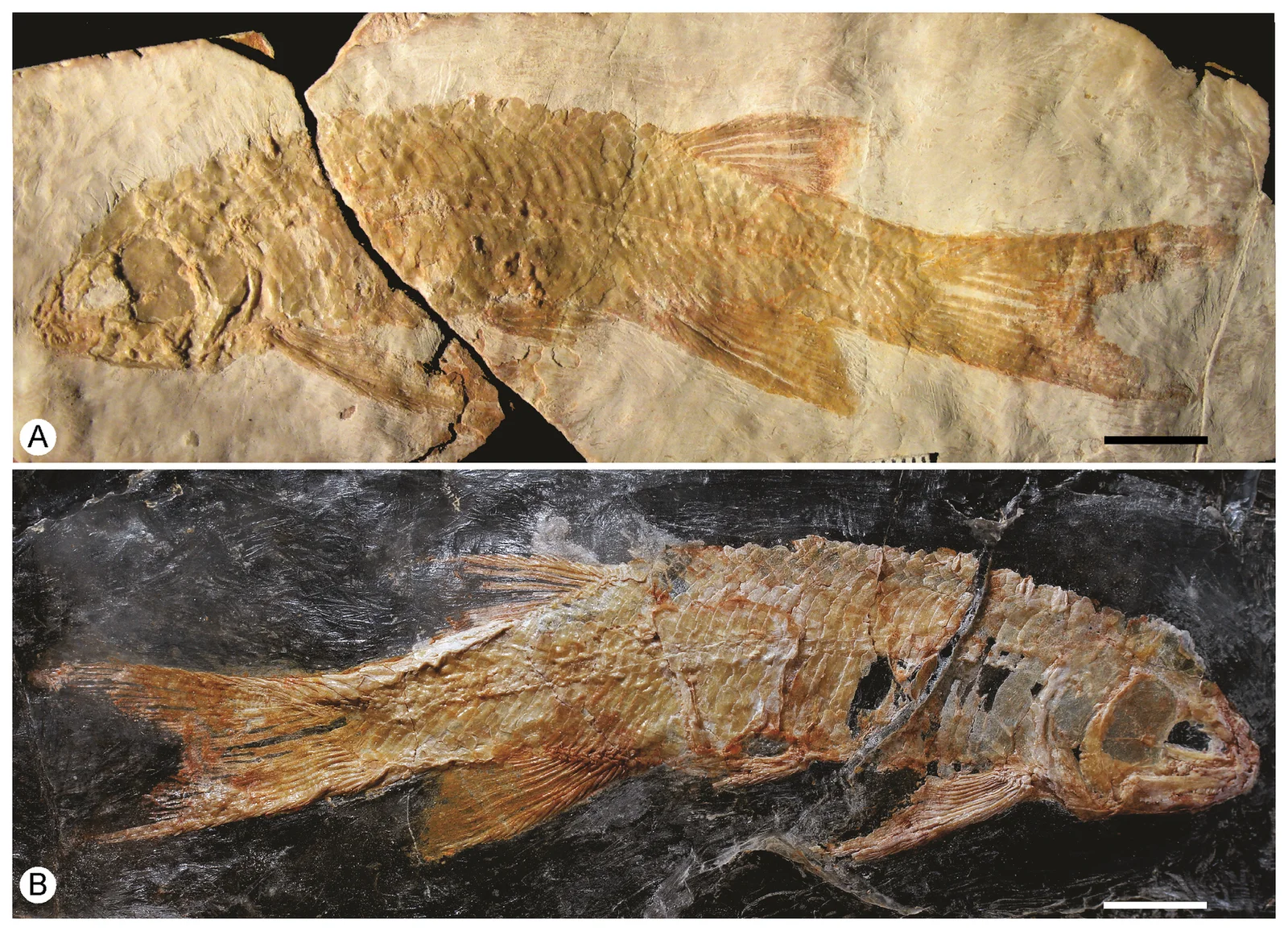Cipactlichthys scutatus