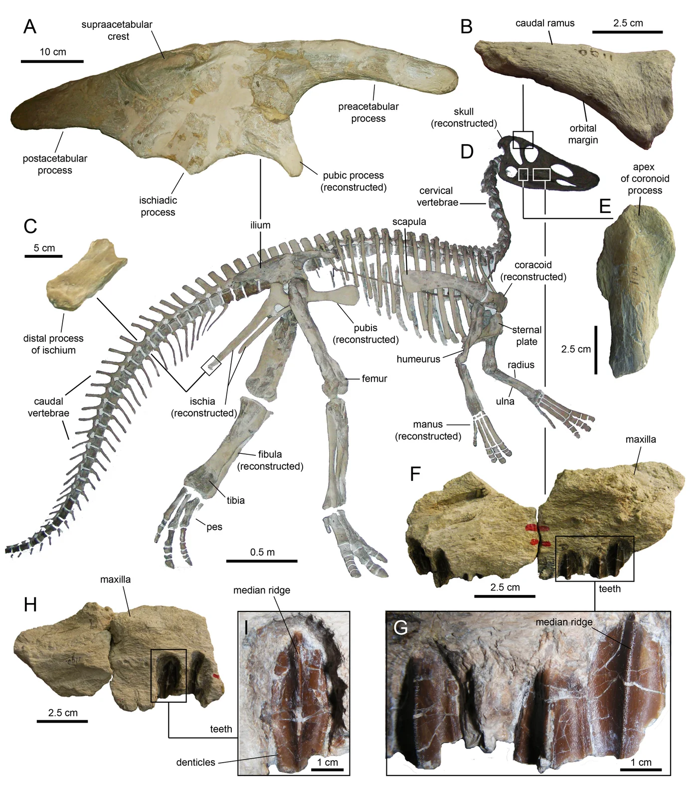 Claosaurus agilis