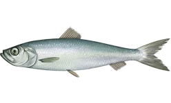 Clupea elongata