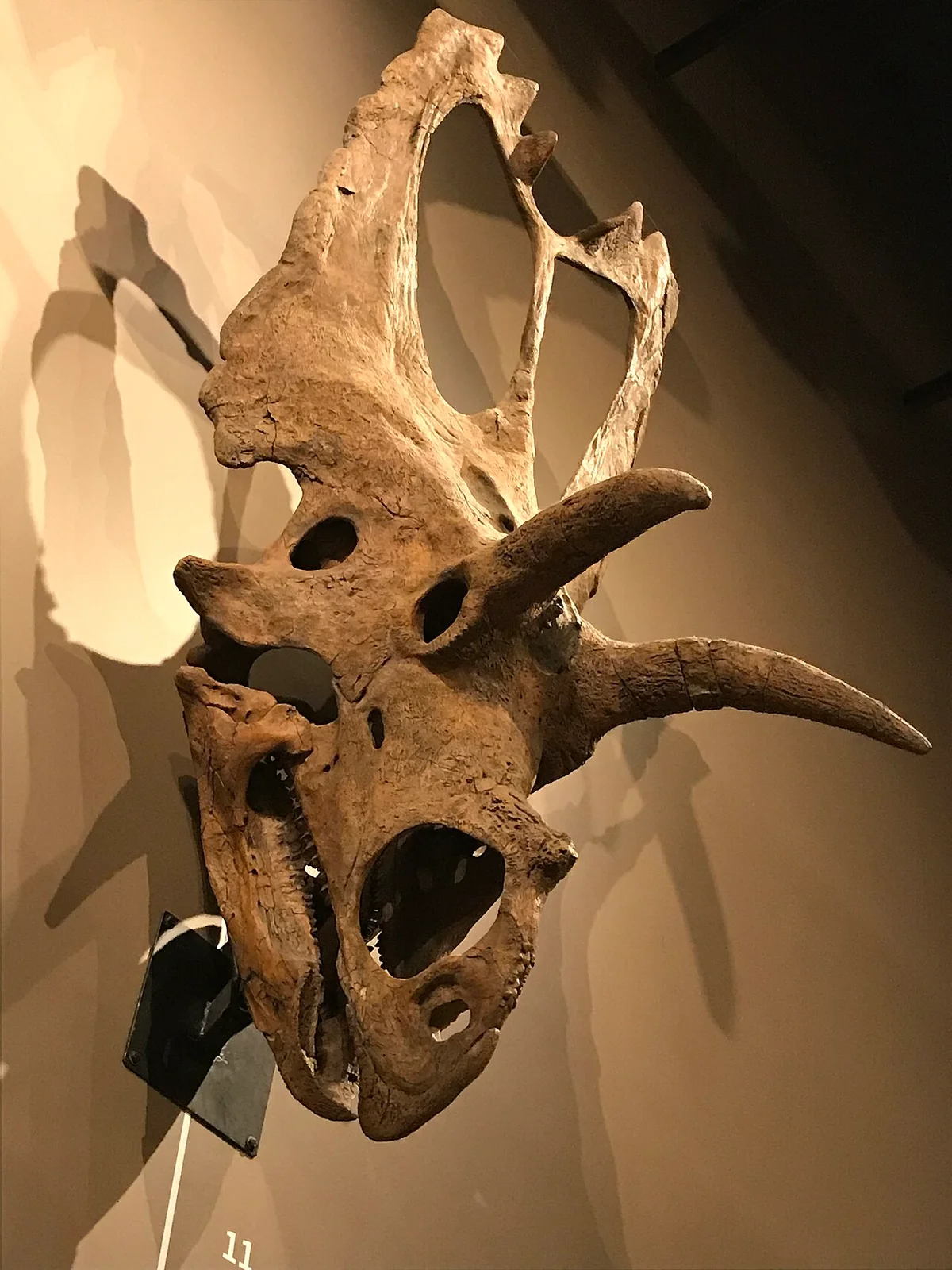 Coahuilaceratops magnacuerna