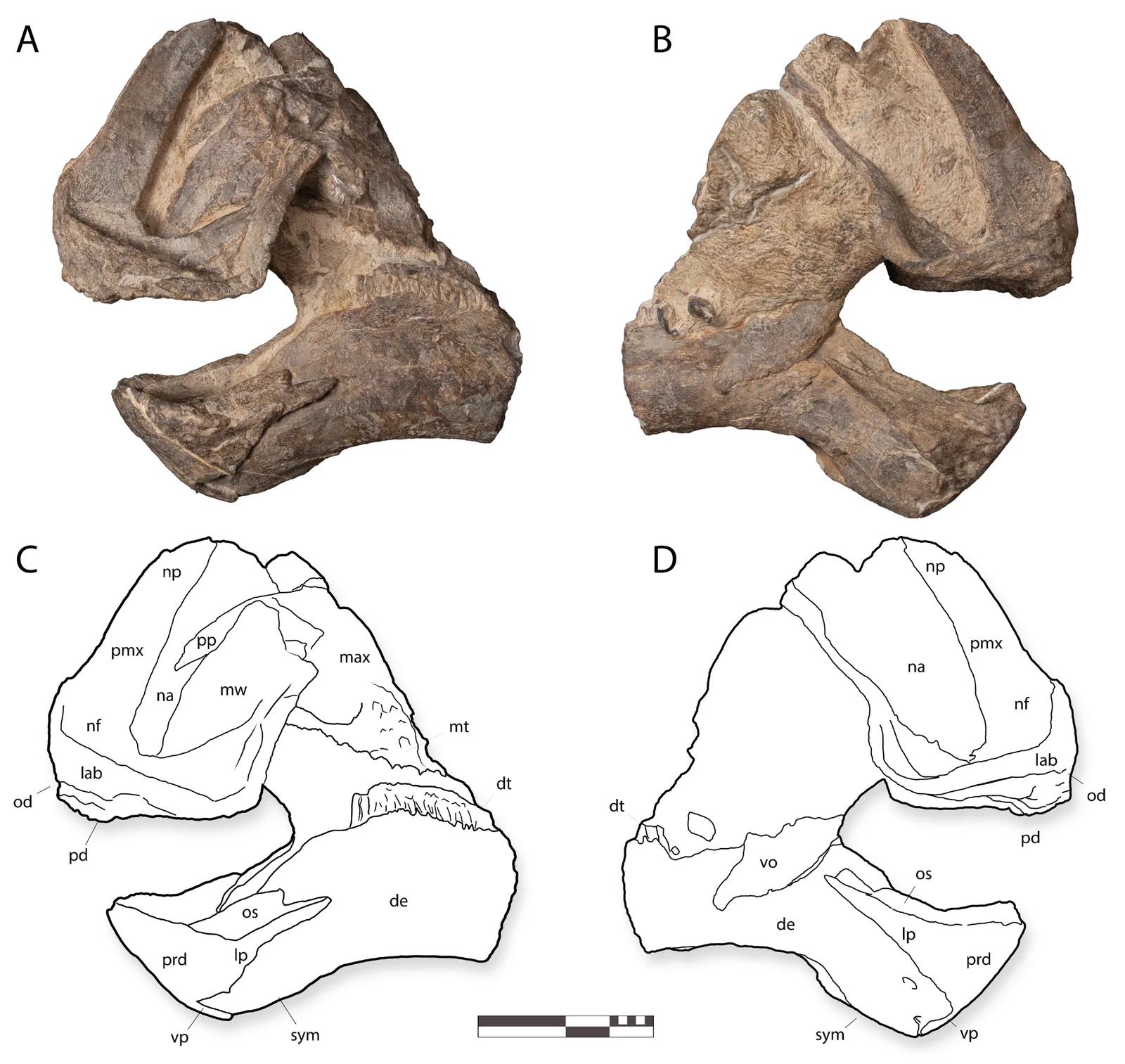 Coahuilasaurus lipani