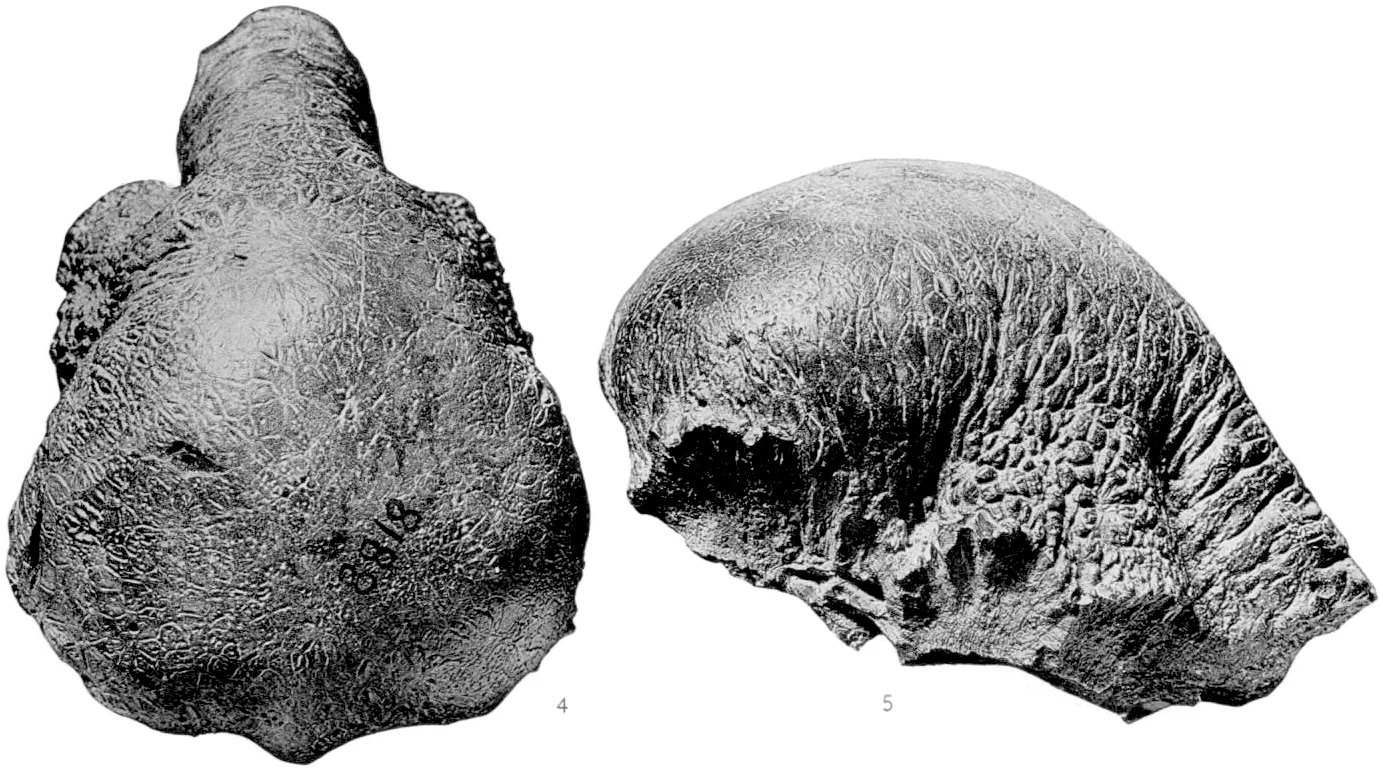 Colepiocephale lambei
