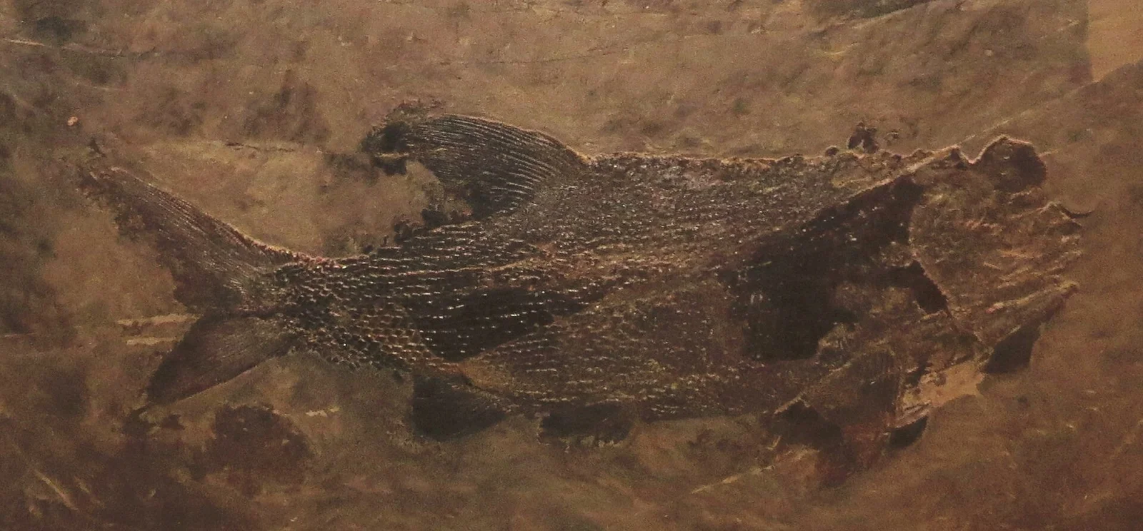 Colobodus baii