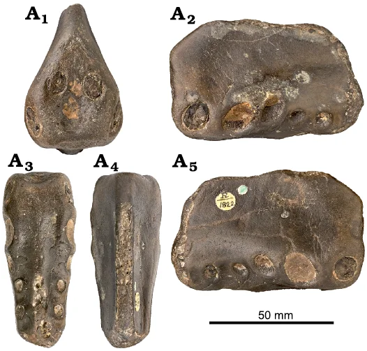 Coloborhynchus clavirostris