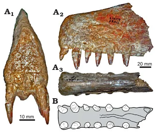 Coloborhynchus moroccensis