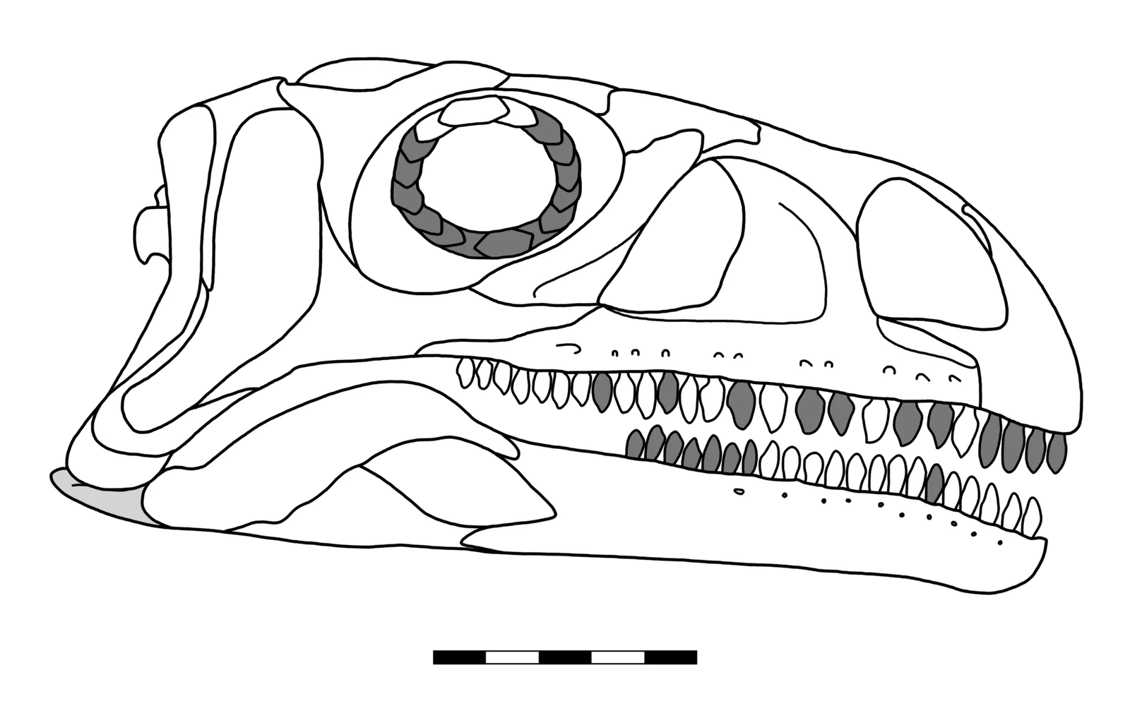 Coloradisaurus brevis