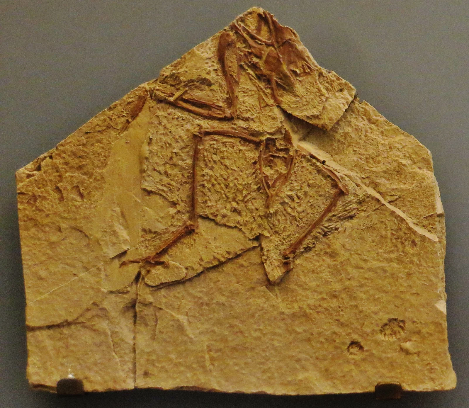 Concornis lacustris