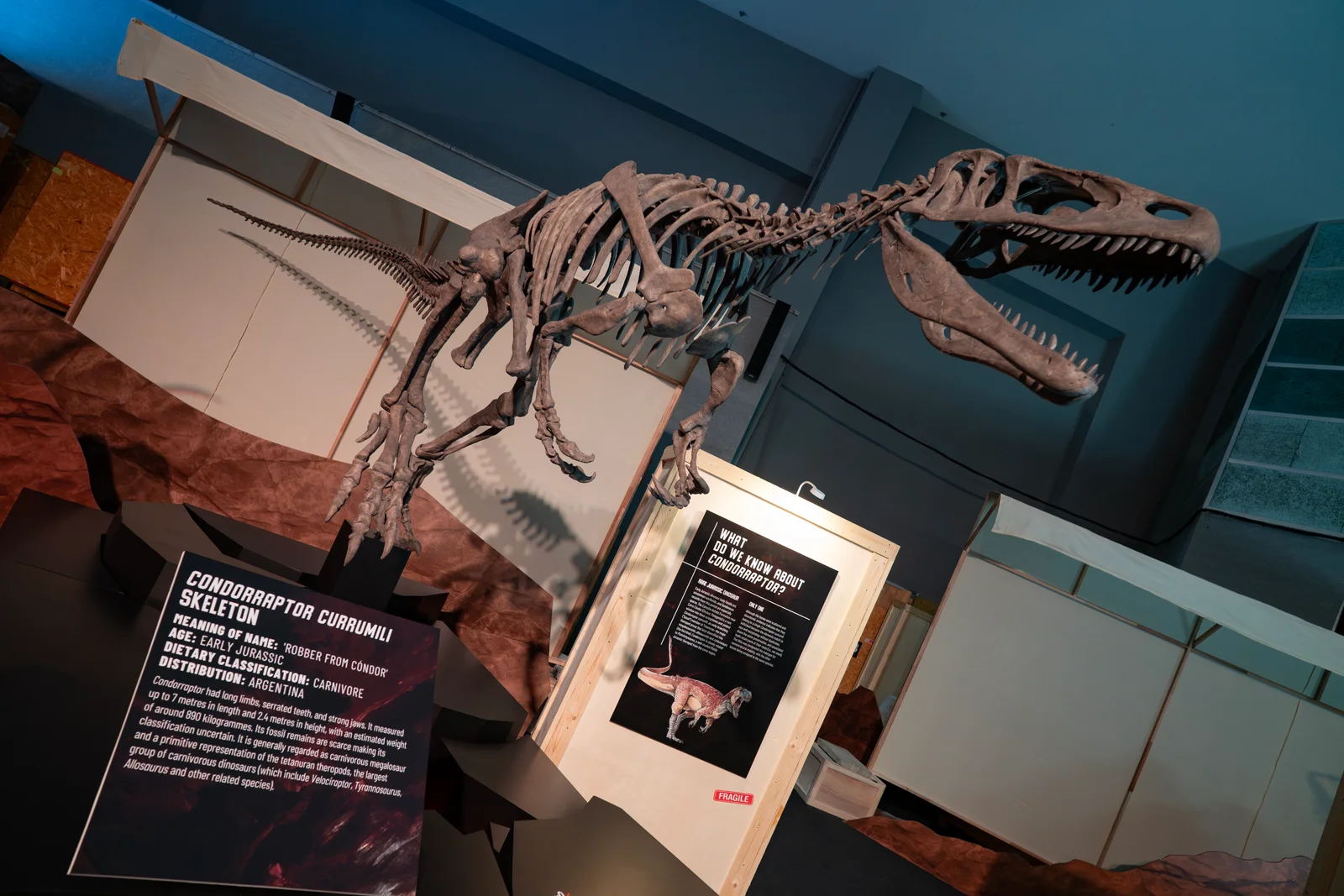 Condorraptor currumili