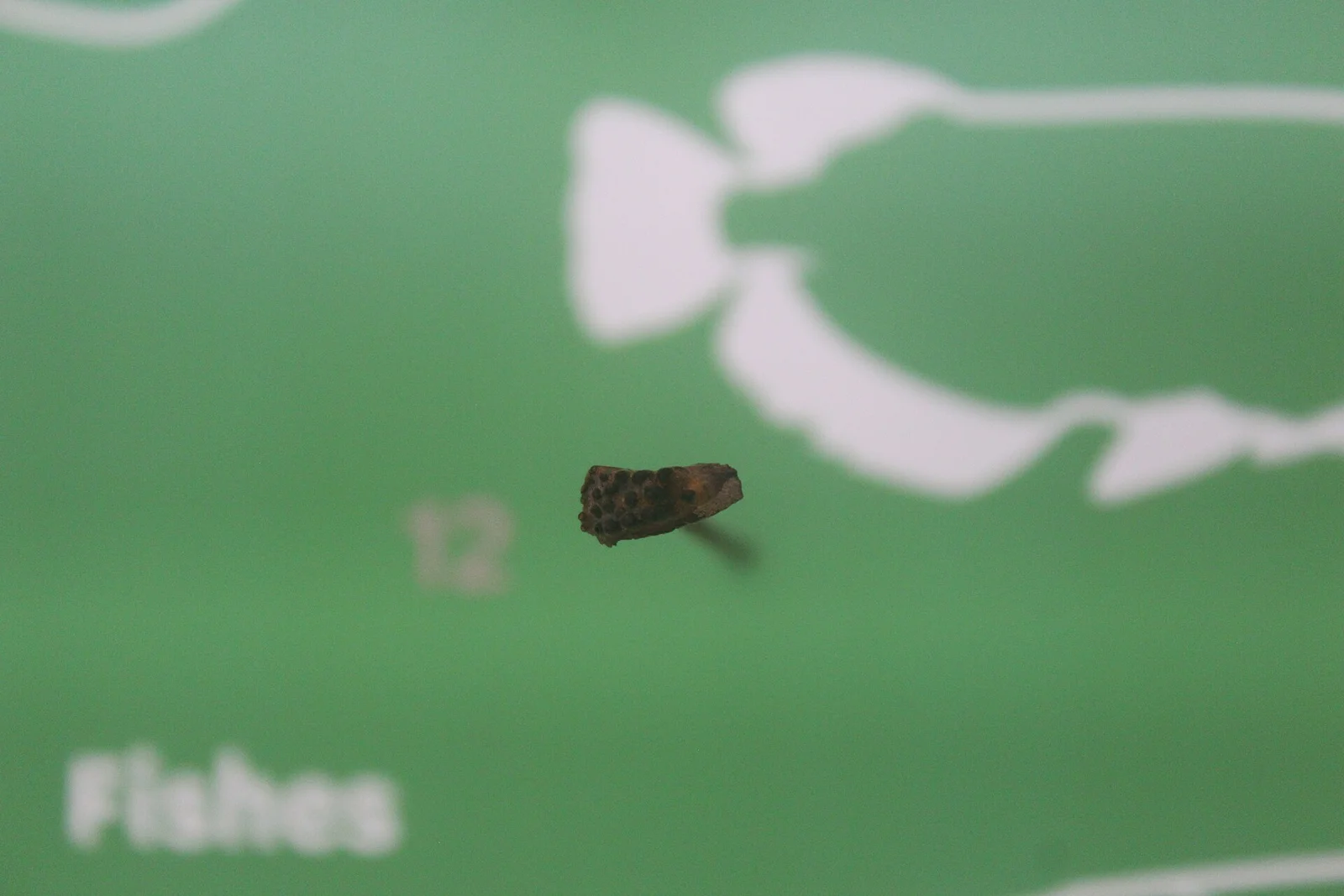 Coriops amnicolus