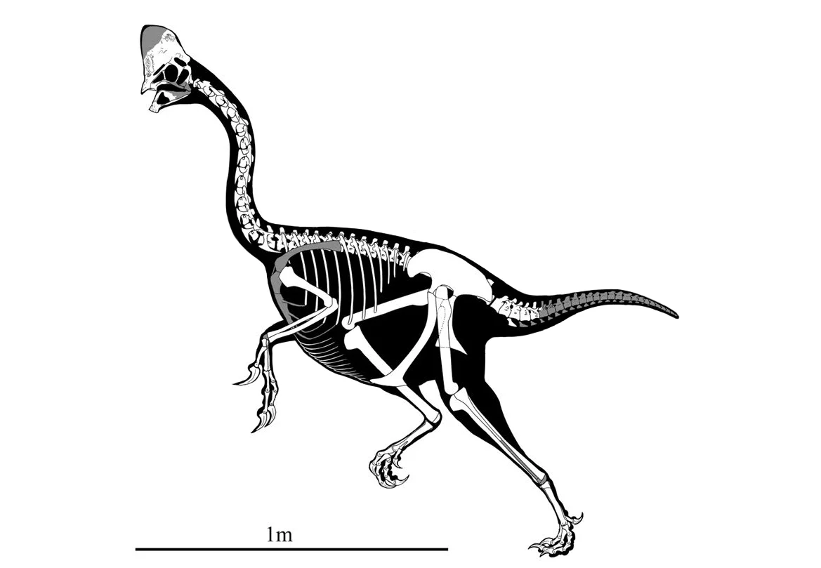 Corythoraptor jacobsi