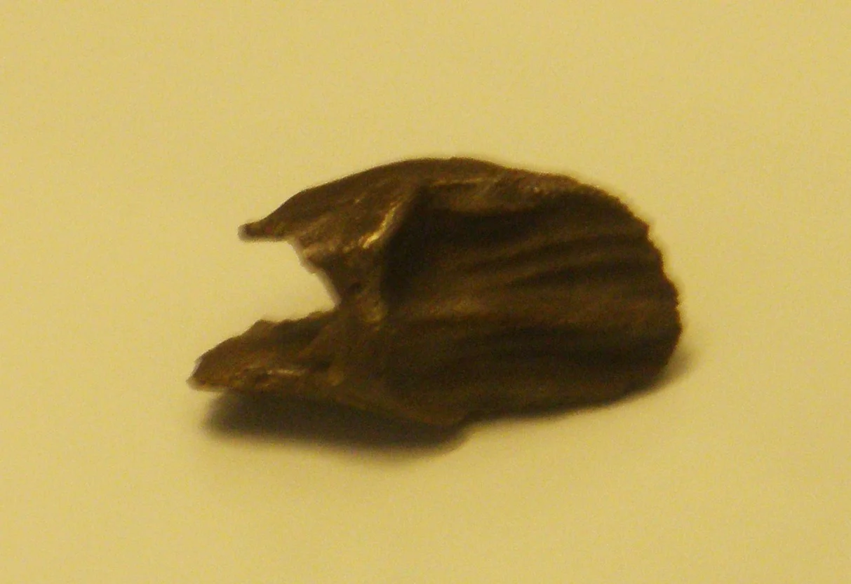 Craspedodon lonzeensis
