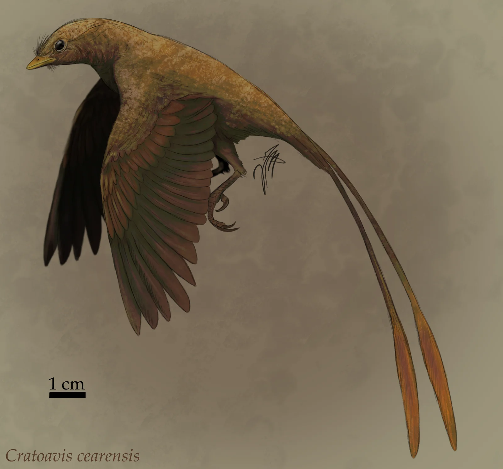 Cratoavis cearensis