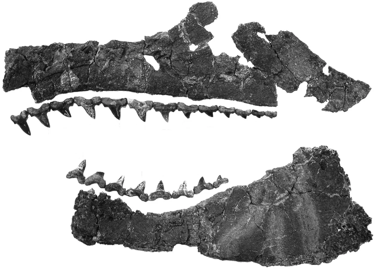 Cretalamna appendiculata