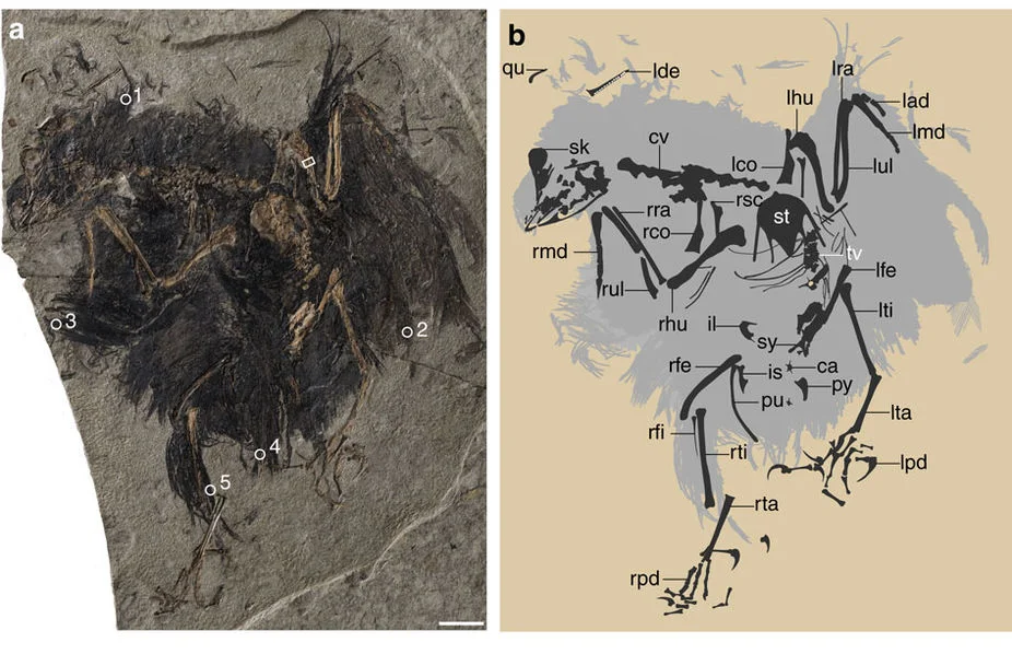 Cruralispennia multidonta