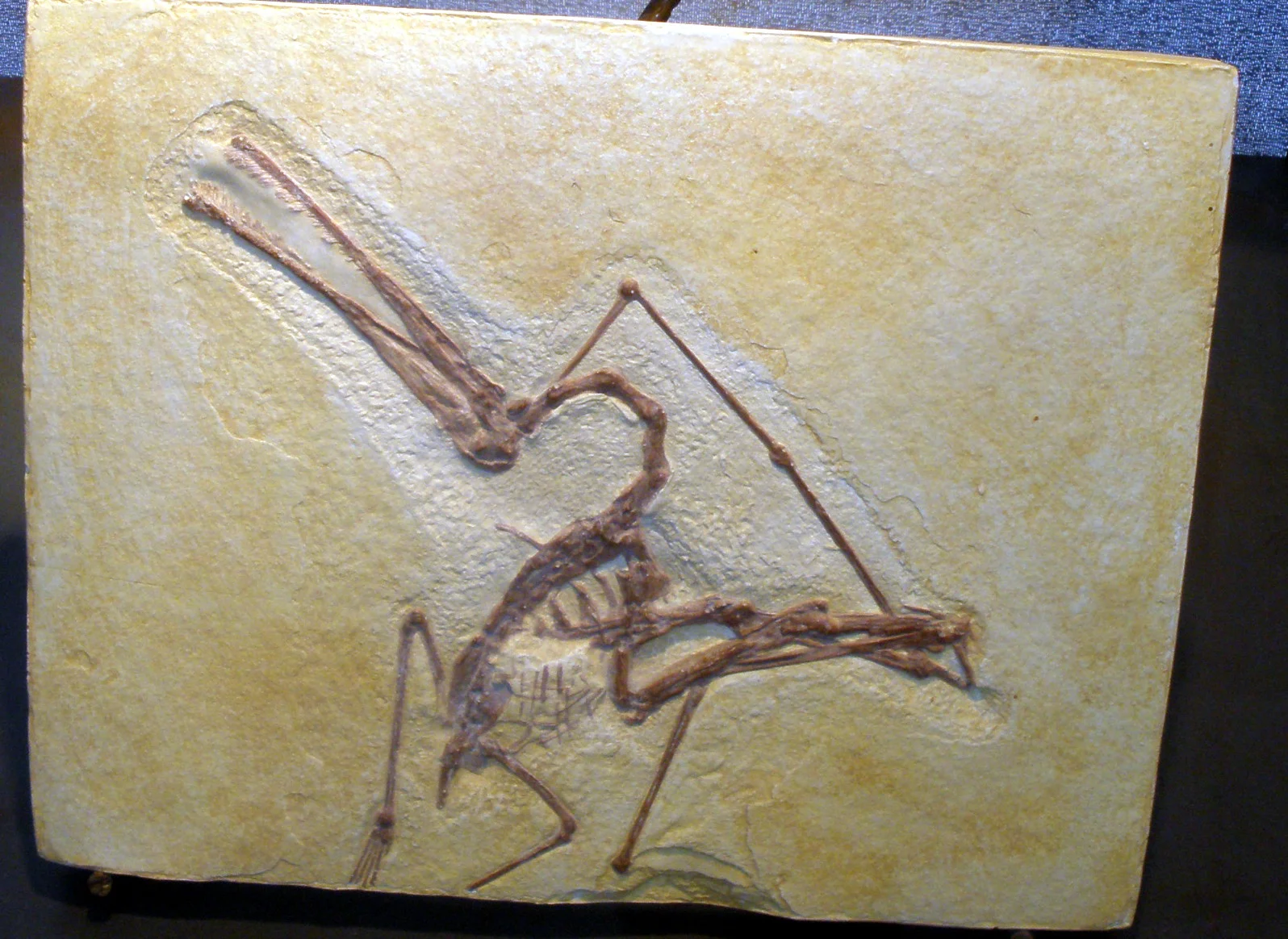 Ctenochasma elegans
