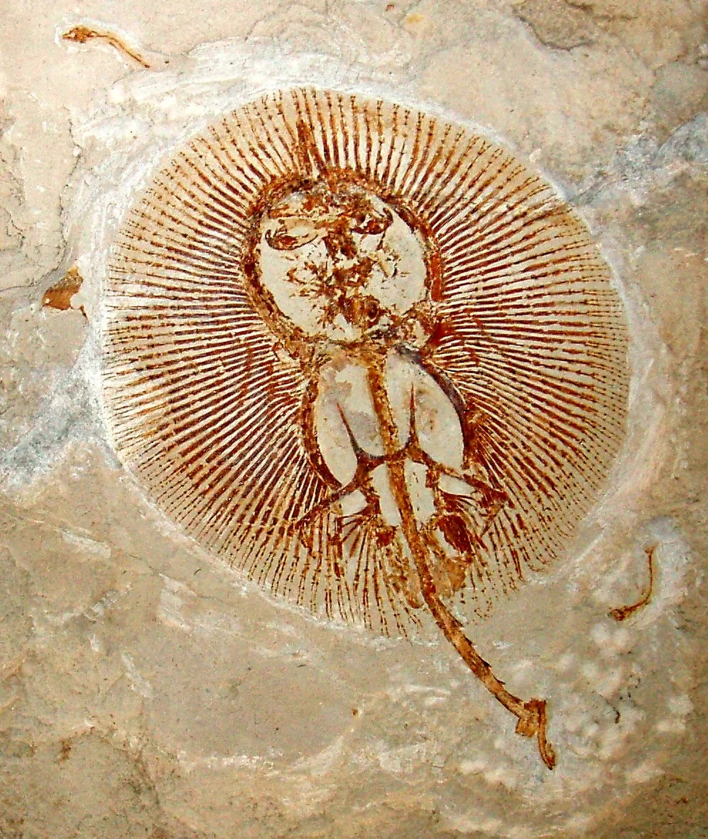Cyclobatis major