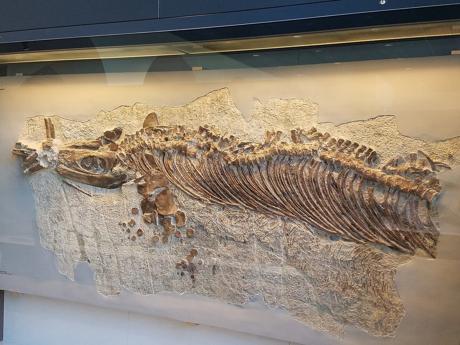 Cymbospondylus nichollsi