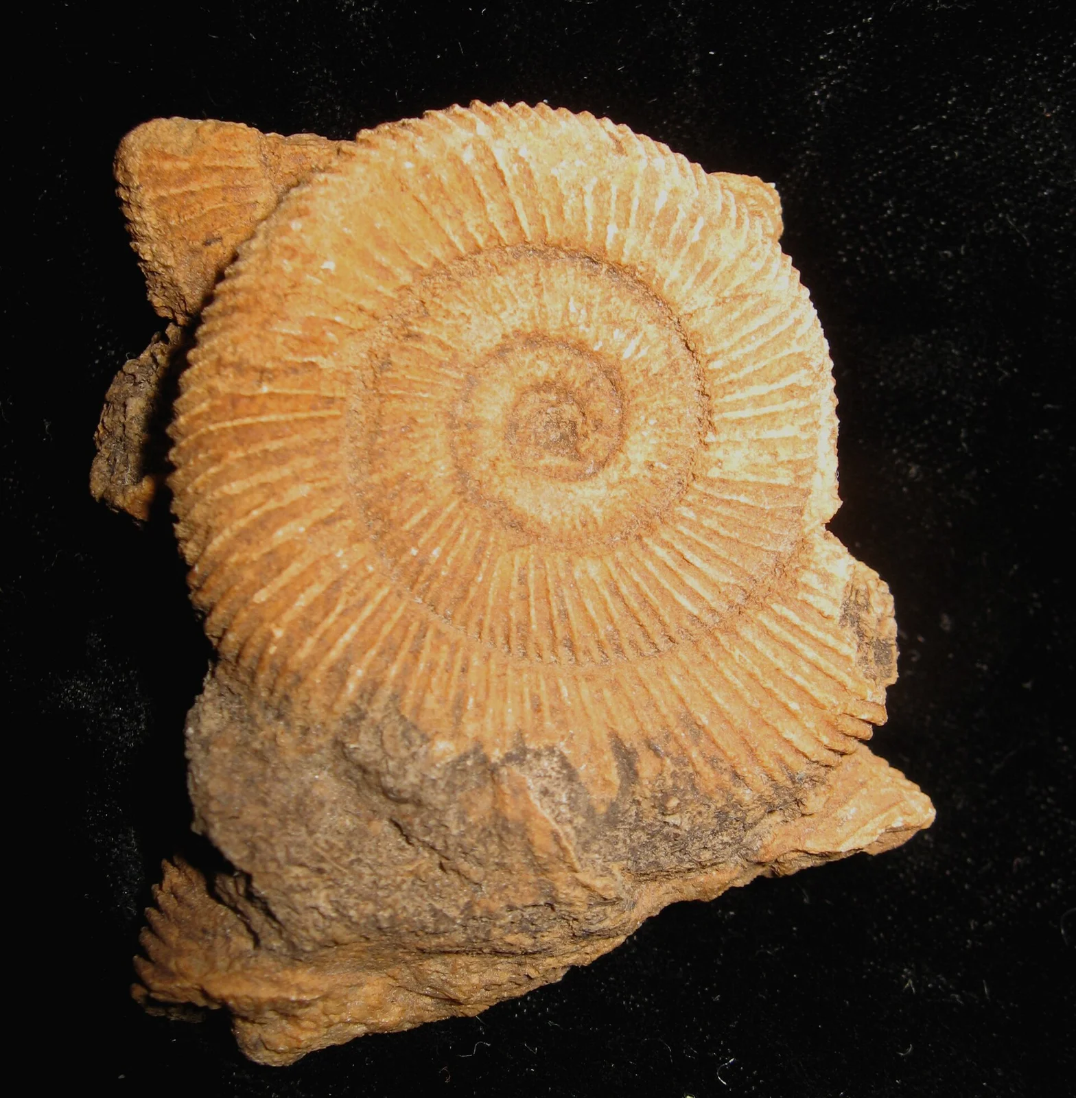 Dactylioceras commune