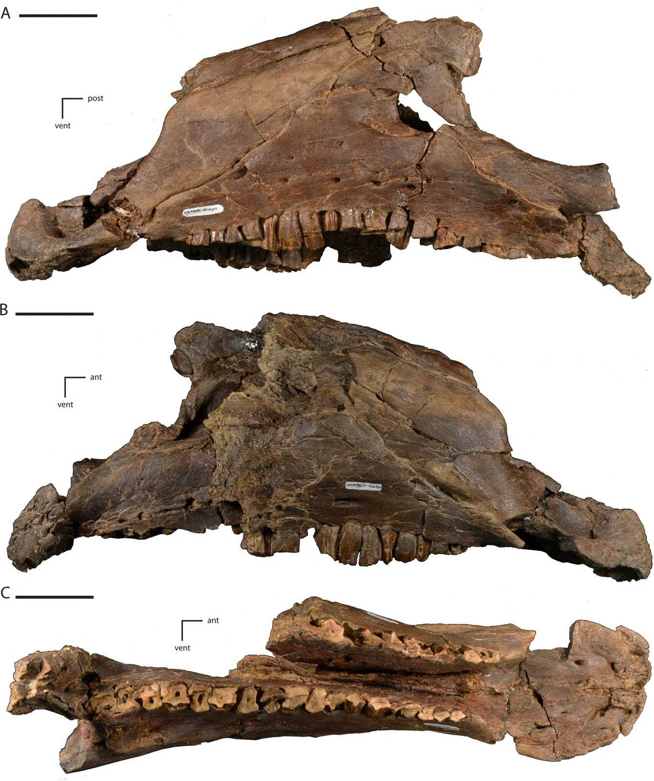 Dakotadon lakotaensis