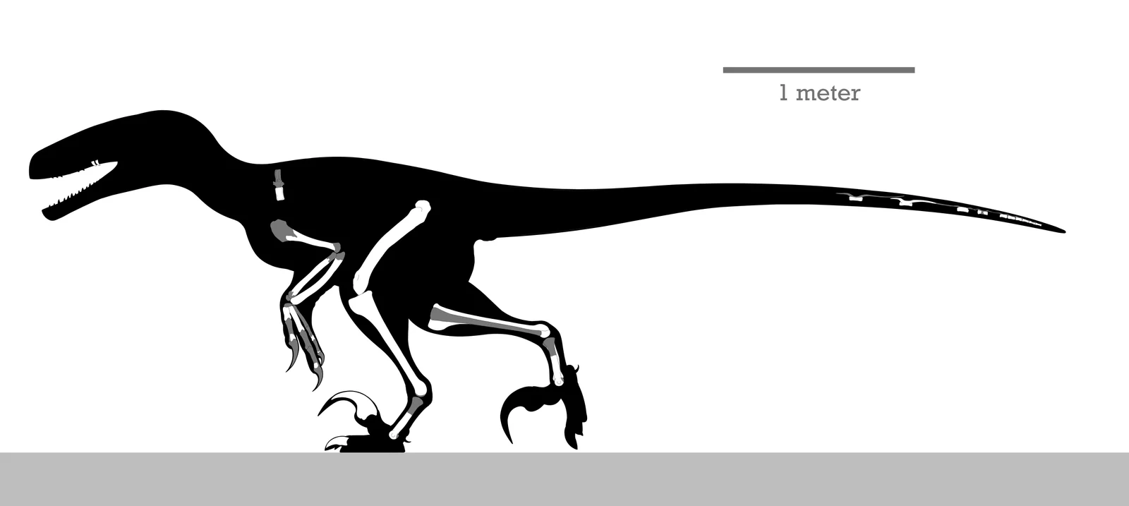 Dakotaraptor steini