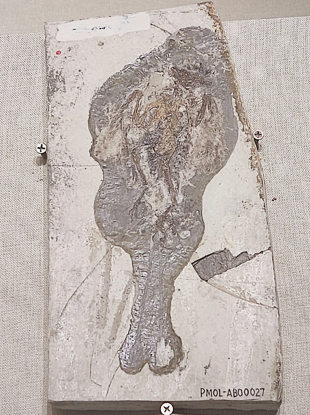 Dapingfangornis sentisorhinus