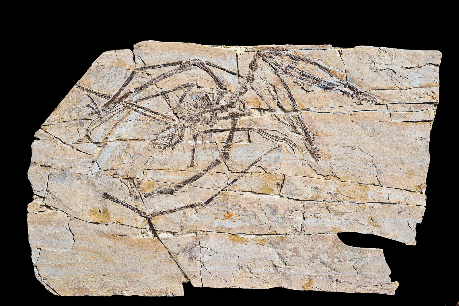 Darwinopterus robustodens