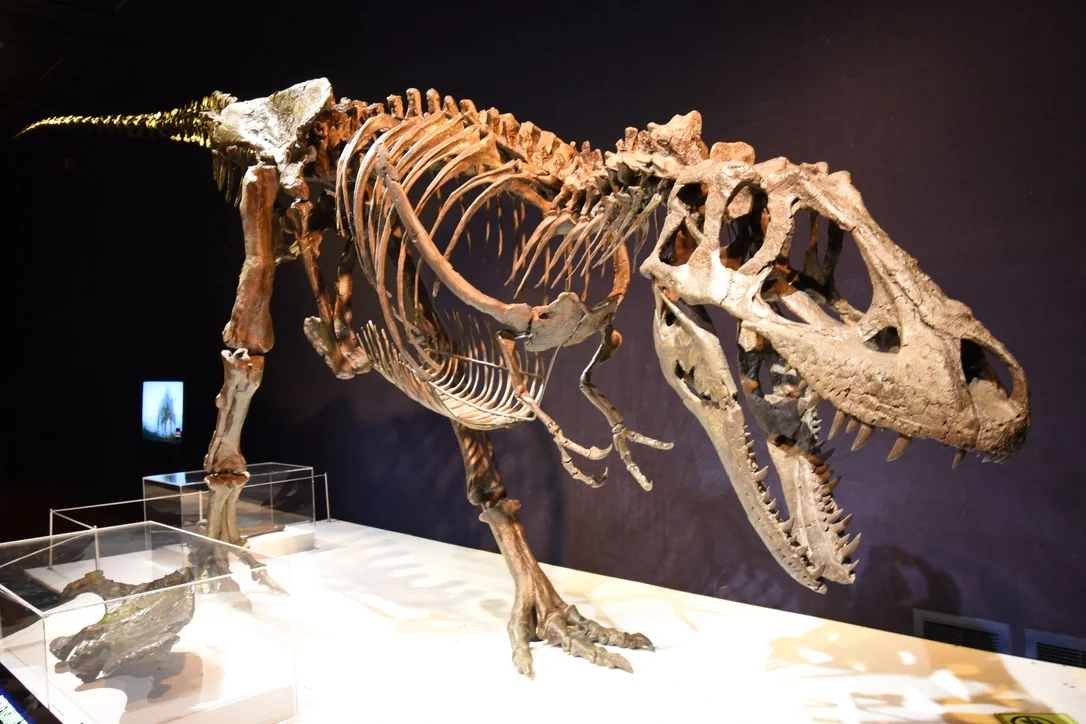 Daspletosaurus horneri