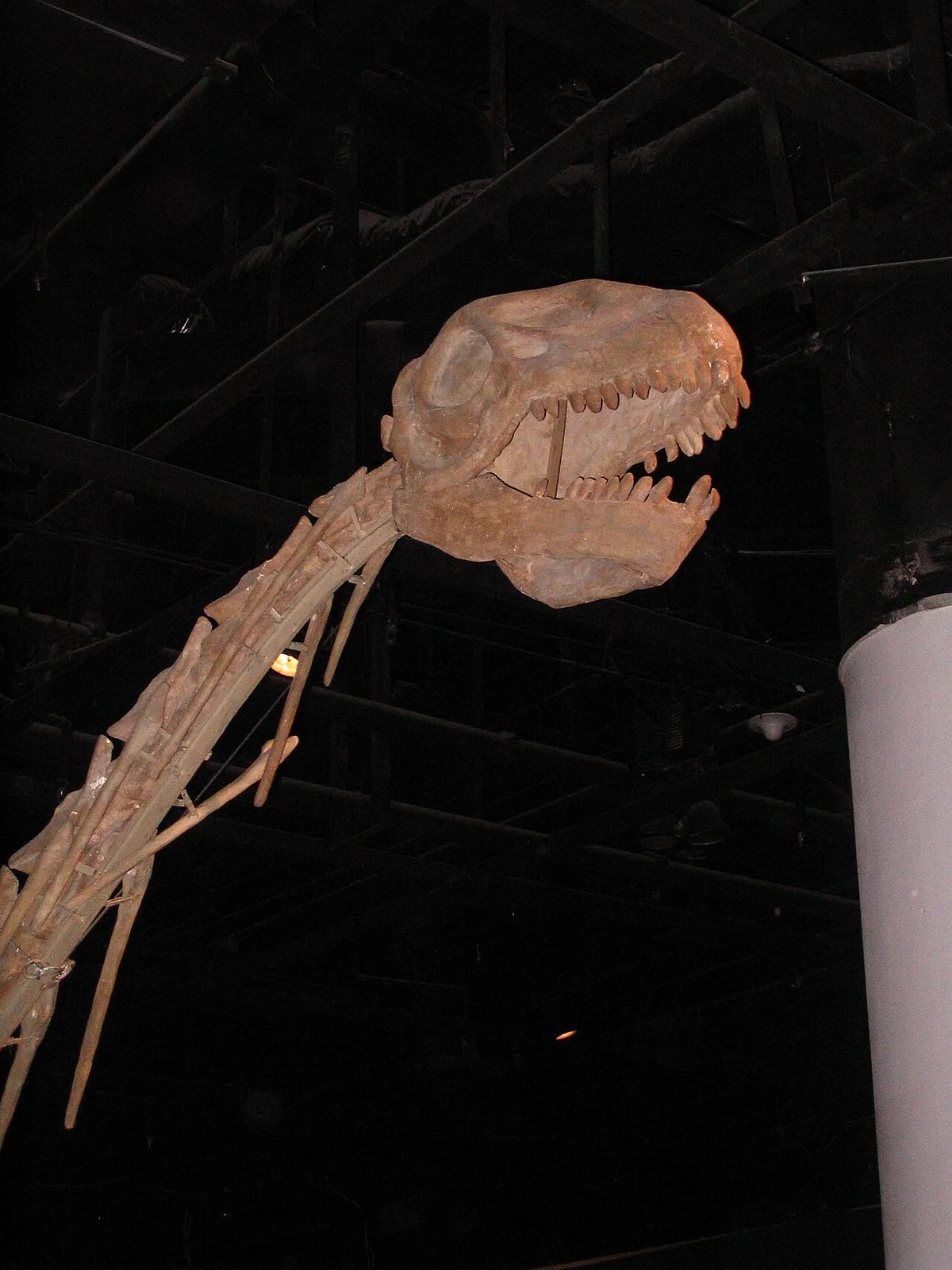 Datousaurus bashanensis