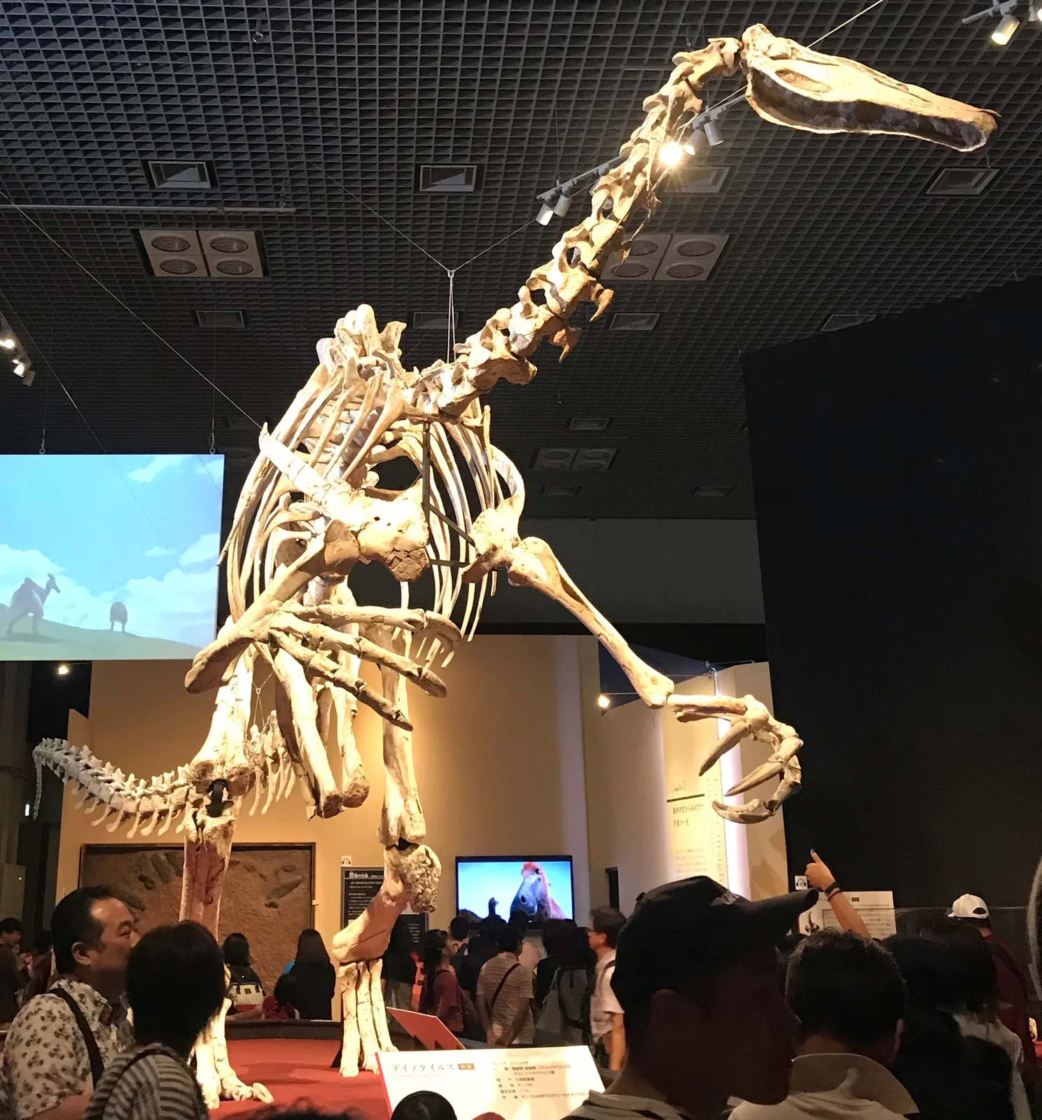 Deinocheirus mirificus