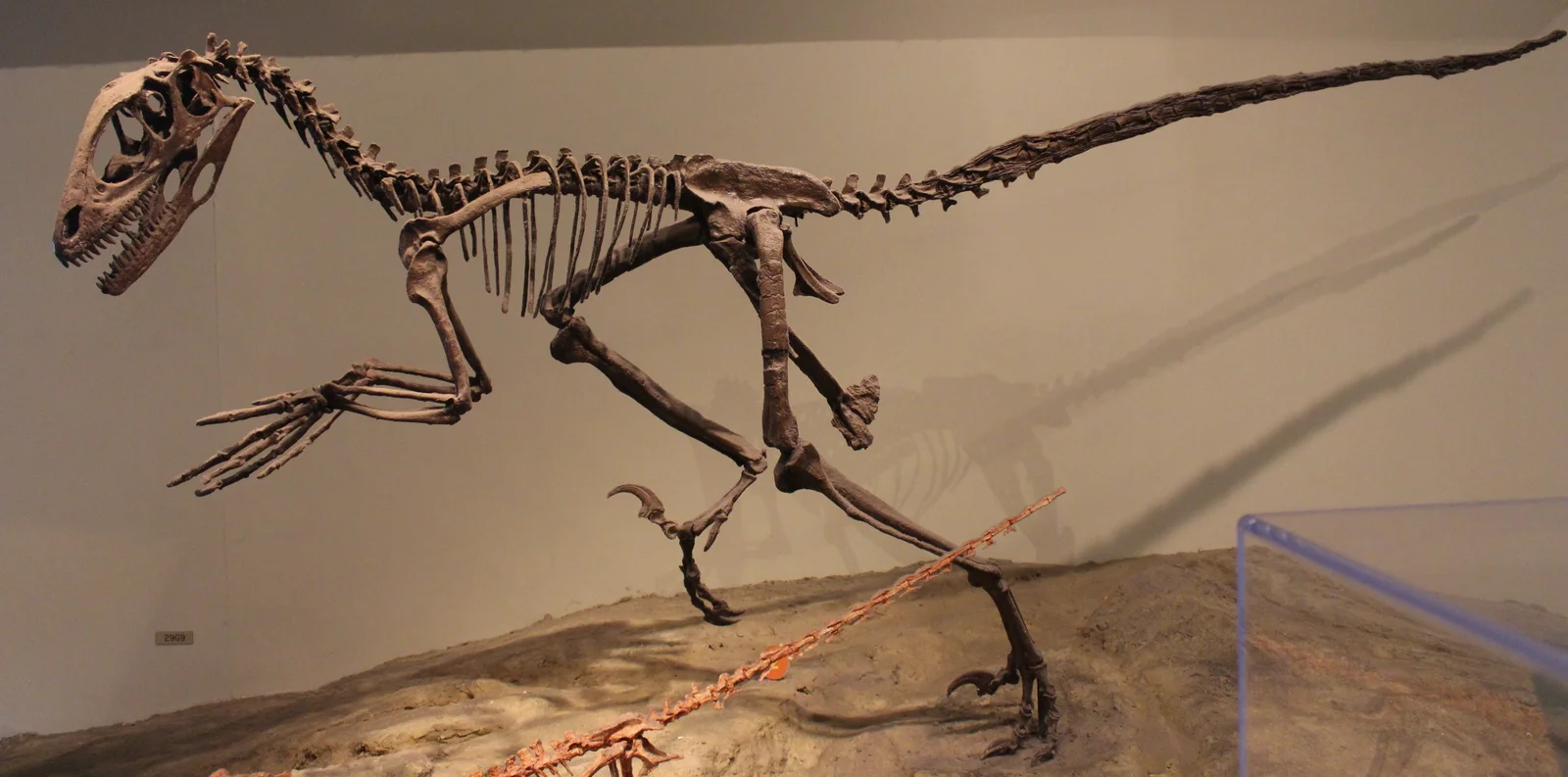 Deinonychus antirrhopus