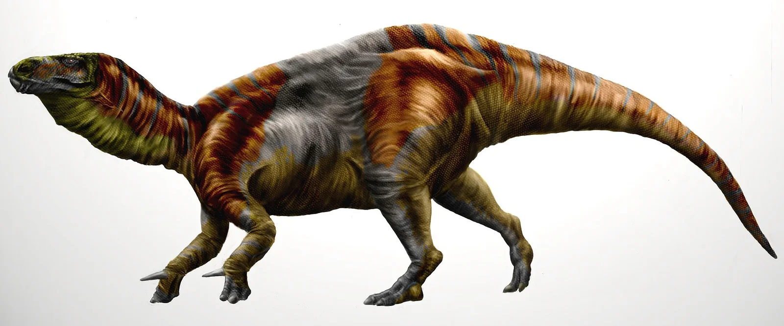 Delapparentia turolensis