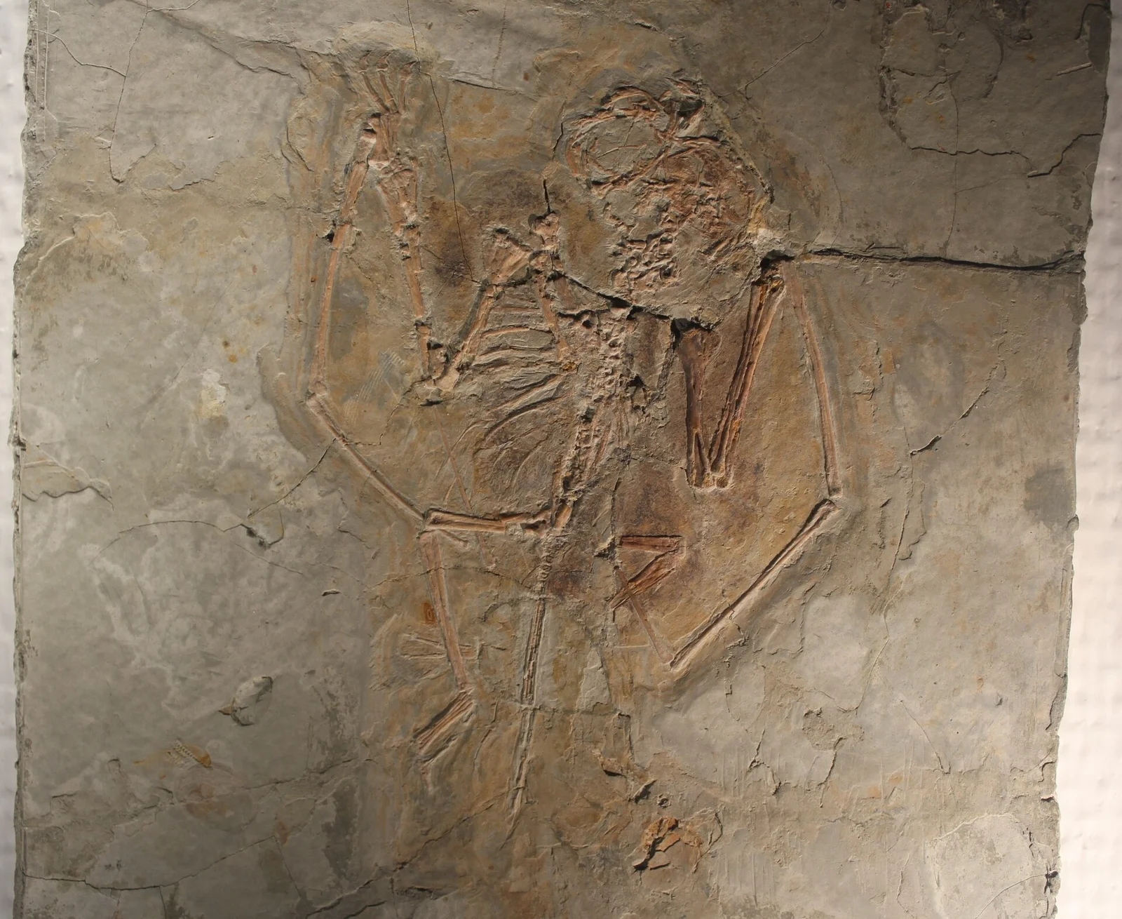 Dendrorhynchoides curvidentatus