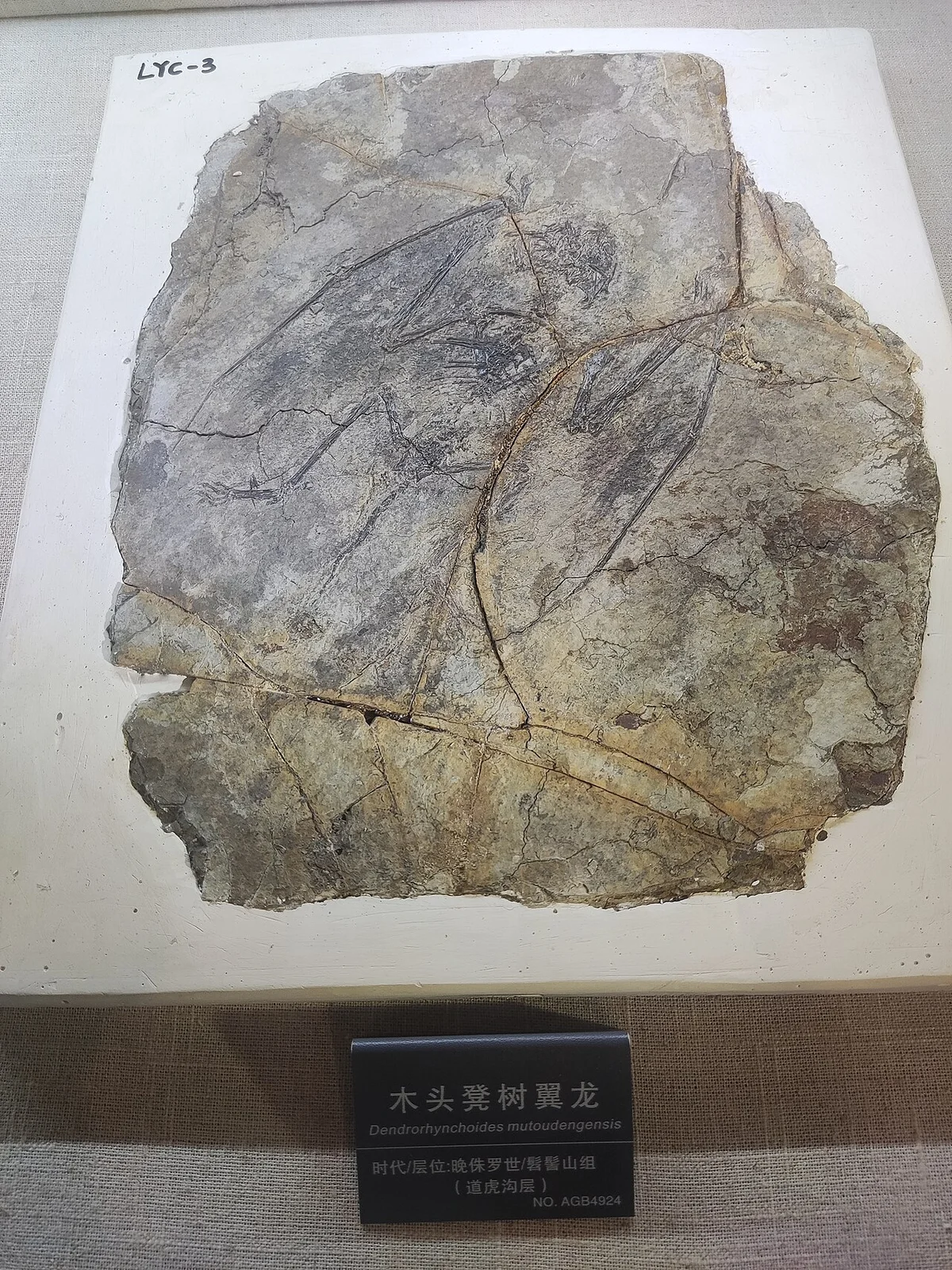 Dendrorhynchoides mutoudengensis