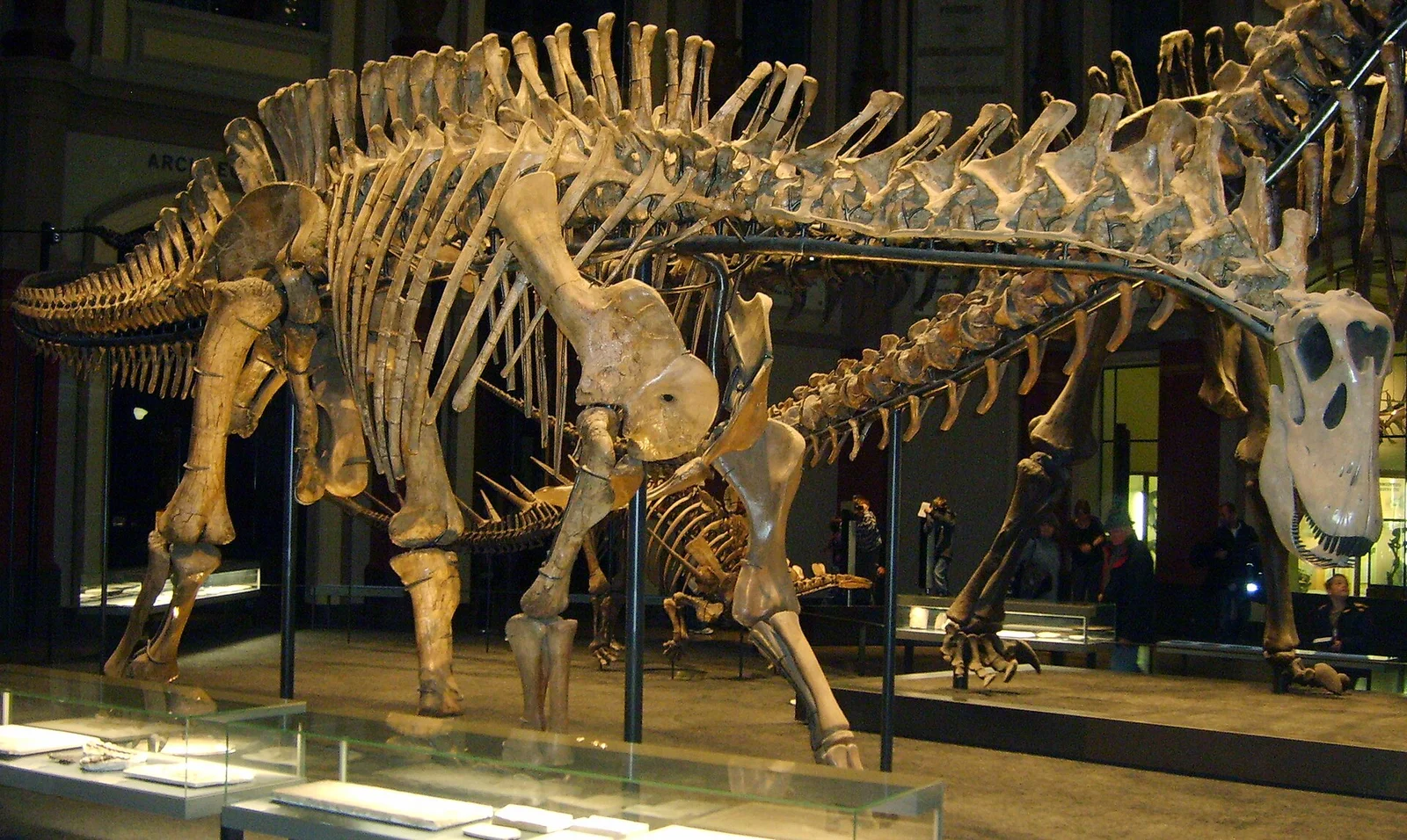 Dicraeosaurus hansemanni