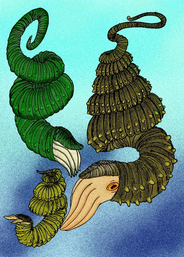 Didymoceras binodosum