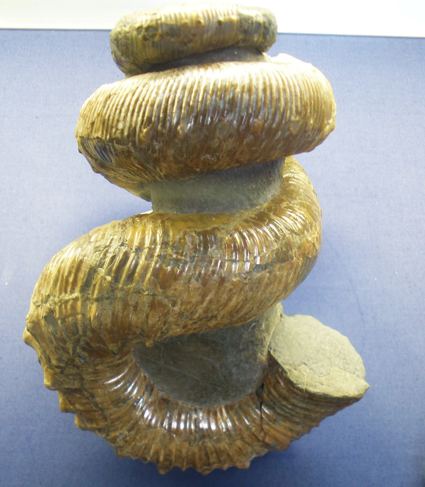 Didymoceras nebrascense