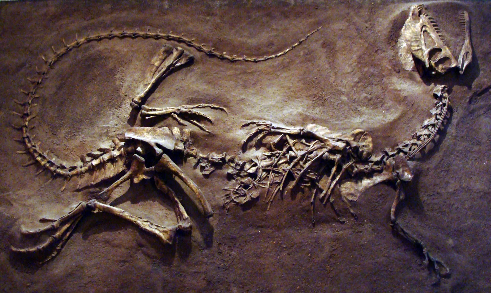 Dilophosaurus wetherilli