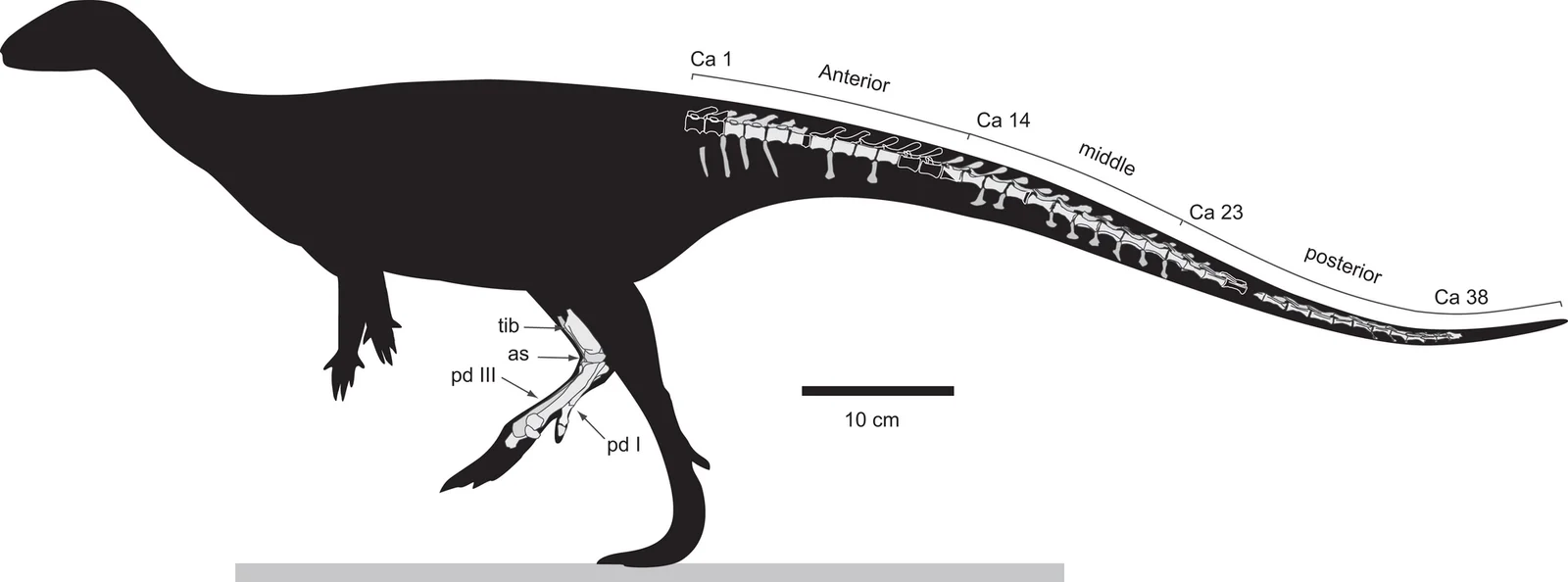 Diluvicursor pickeringi