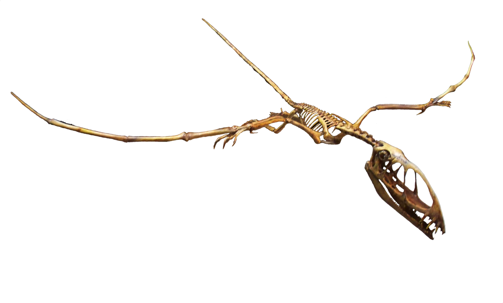 Dimorphodon macronyx