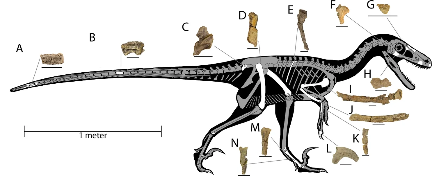 Dineobellator notohesperus