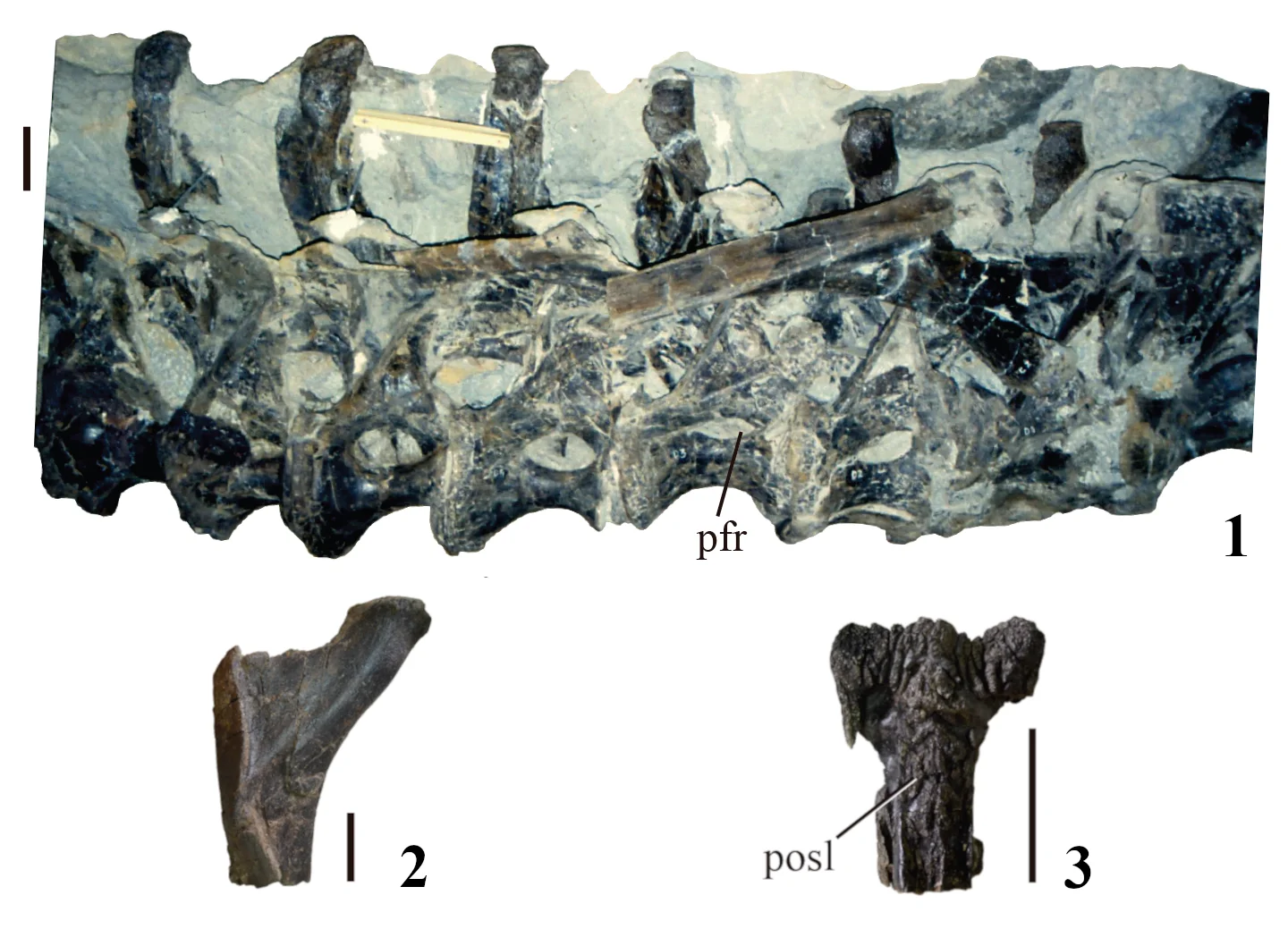 Dinheirosaurus lourinhanensis